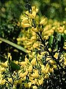 Genista cupanii