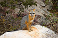 Grey fox (Bweha kijivu)