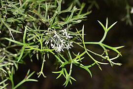 Grevillea - 50225731501.jpg