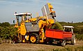 Image 3Mechanical harvesting of Sauvignon blanc grapes in Côtes de Duras, France (from Viticulture)