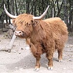 Highland cattle är ett slidhornsdjur med långa horn.