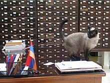 Un chat siamois dans son élément, avec une armoire de fichiers traditionnelle en arrière-plan