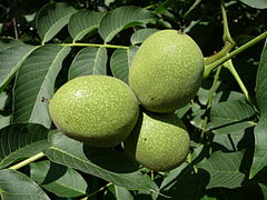 Frutos inmaduros (trimas) in situ.