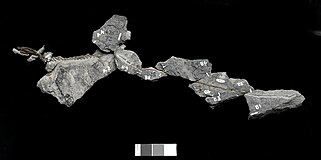 Unusual postcranial specimen classically assigned to Leaellynasaura