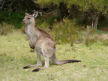 Grå kjempekenguru (Macropus giganteus)