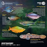 Maluku, Papua Ikan Langka Hybrid.jpg