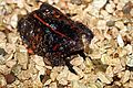 Mexican burrowing toad (Rhinophrynus dorsalis)