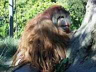 Pongo pygmaeus