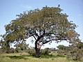 Arbre de Parkia biglobosa