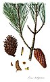 Illustration from Description of the Genus Pinus by Aylmer Bourke Lambert