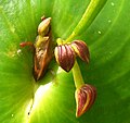 Pleurothallis cordata Peru - Machu Picchu