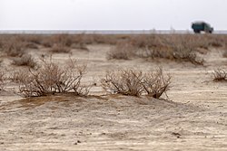 عکس از پوشش گیاهی درخت گز، تالاب مره در پارک ملی کویر (بخش استان قم)