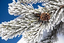 Gebre acumulat sobre les fulles d'una conífera a prop de Beryl Spring (21-12-2016) P.N. de Yellowstone, EUA