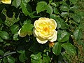 Rosa Medaglia d'oro Sarmentose