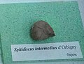 en:Spitidiscus intermedius d'Orbigny, en:Barremian at the en:Sofia University "St. Kliment Ohridski" Museum of Paleontology and Historical Geology