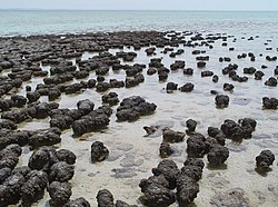 Stromatolithes dans le havre Hamelin à marée basse.