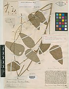 1879 Specimen of Desmodium tweedyi Collected by Frank Tweedy, NYBG.jpg