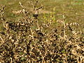 Ruthenisches Salzkraut Salsola tragus