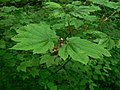 Acer circinatum