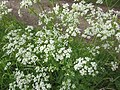 13 Anthriscus sylvestris