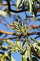 Arbutus menziesii