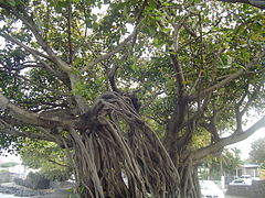 Banyan trees at Terre-Sainte (3047686980).jpg