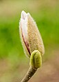 Bloemknop van een Magnolia.