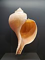 Busycotypus canliculatus (Channeled whelk)