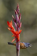 Diglossa baritula & Canna indica (SDG 15)