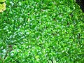 The Liverwort Conocephalum conicum on a rock in the Caaf Water