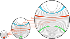 Growth of D. costata under bilateral symmetry interpretation