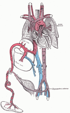 Diagrama del sistema circulatori d'un fetus humà