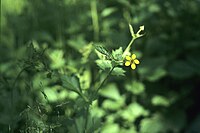 Geum aleppicum