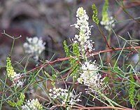 Grevillea intricata