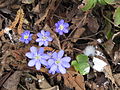 Anemone hepatica = Hepatica nobilis