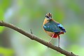 Image 14The Indian pitta (Pitta brachyura) is a passerine bird native to the Indian subcontinent. It inhabits scrub jungle, deciduous and dense evergreen forest. The pictured specimen was photographed at Bhawal National Park. Photo Credit: Md shahanshah bappy