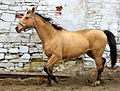 Kinsky horse (cat)