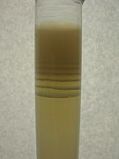 Liesegang rings of Magnesium hydroxide in Agar gel - (2).jpg