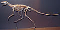 Squelette de Marasuchus, un autre ornithodire