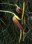 Masdevallia stenorhynchos