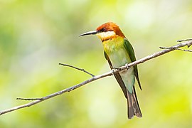 Merops leschenaulti - Kaeng Krachan