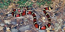 Mexican milksnake (Lampropeltis annulata), Municipality of Victoria, Tamaulipas (30 Oct 2003).