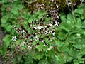 Saxifraga odontoloma