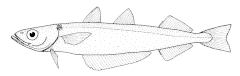 Description de l'image Micromesistius australis (southern blue whiting).gif.