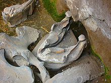 Mandíbula de mamut con otros huesos en el suelo