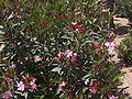 Nerium oleander L.