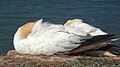 Sleep Northern gannet at Helgoland