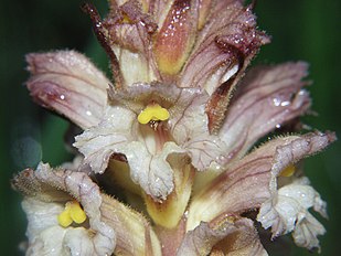 Orobanche lutea