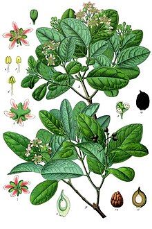 Peumus boldus - Köhler–s Medizinal-Pflanzen-104.jpg