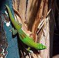 Image 4 Gold dust day gecko Photo: Thierry Caro The Gold dust day gecko (Phelsuma laticauda) is a diurnal species of day gecko native to Madagascar and the Comoros, although it has been introduced to Hawaii and other Pacific islands. It grows to about 15–22 cm (6–9 in) in length and is bright green or yellowish green with rufous bars on the snout and head, and red bars on the lower back. More selected pictures